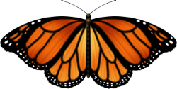 Život motýla - Dospělý motýl