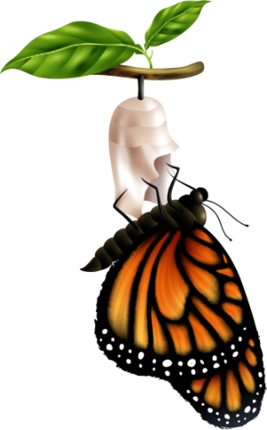 Život motýla - dospělí motýl