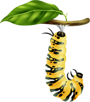 Život motýľa - Húsenica