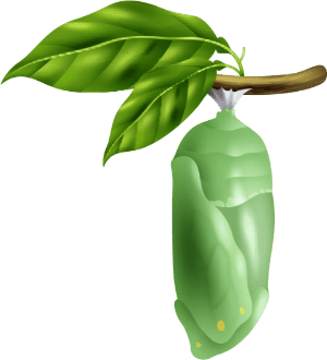 Život motýla - Kukla