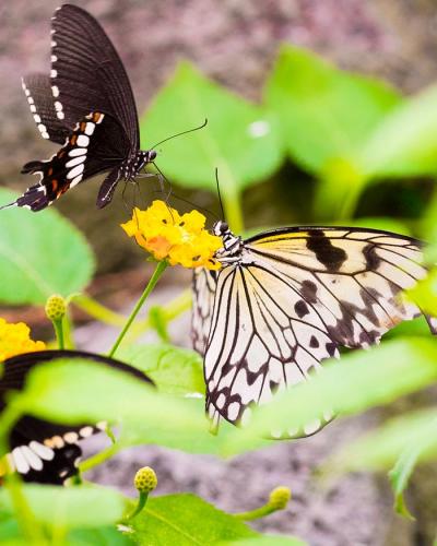 Velcí motýli s rozpětím až 20cm
